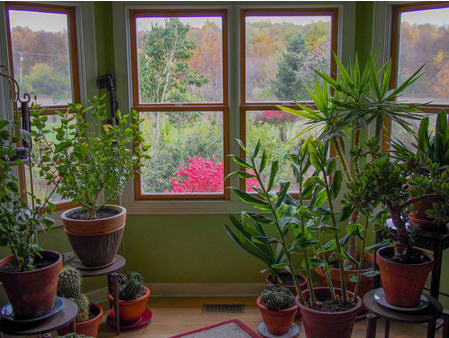 houseplants 2