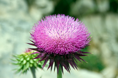 milk thistle photo