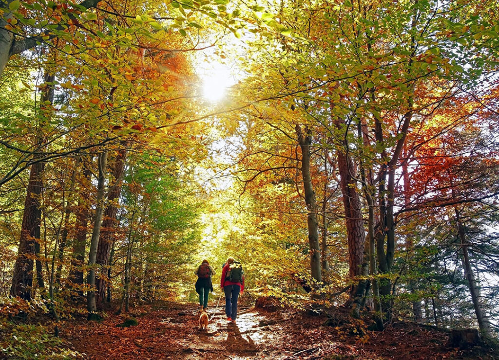 walking or hiking in the autumn forest