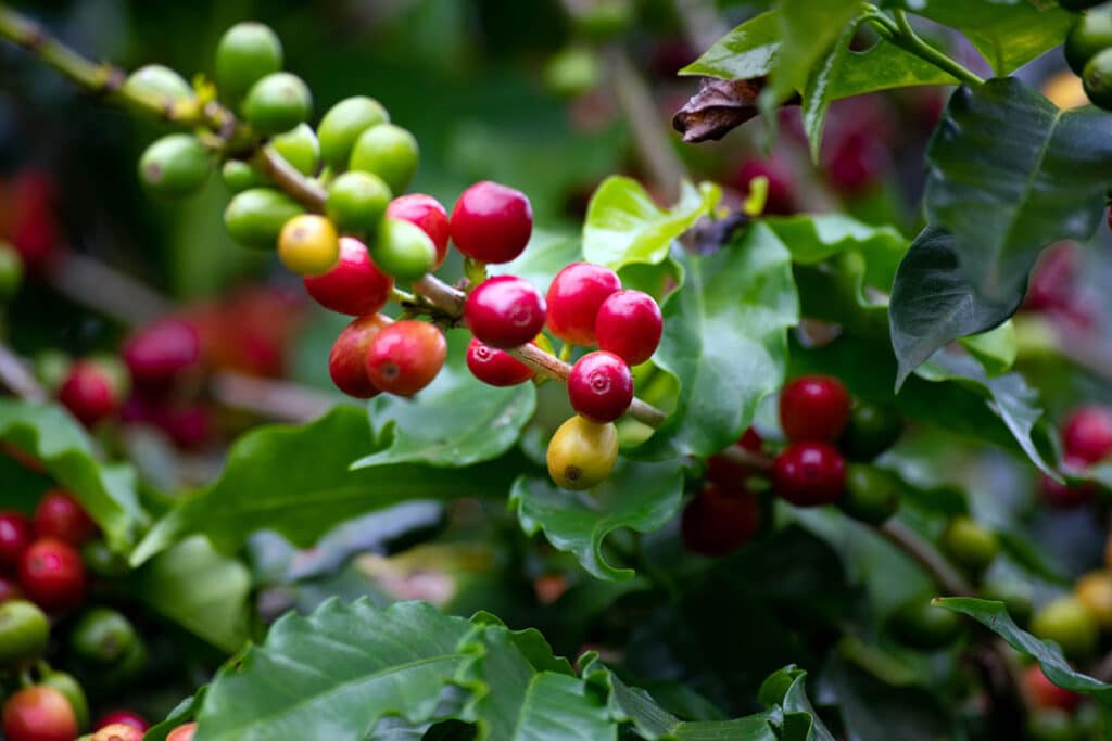 coffee cherry - coffea plant