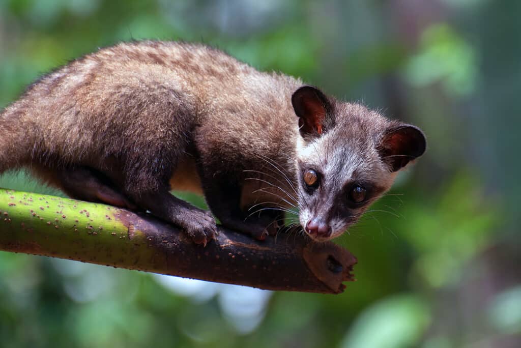 asian palm civet