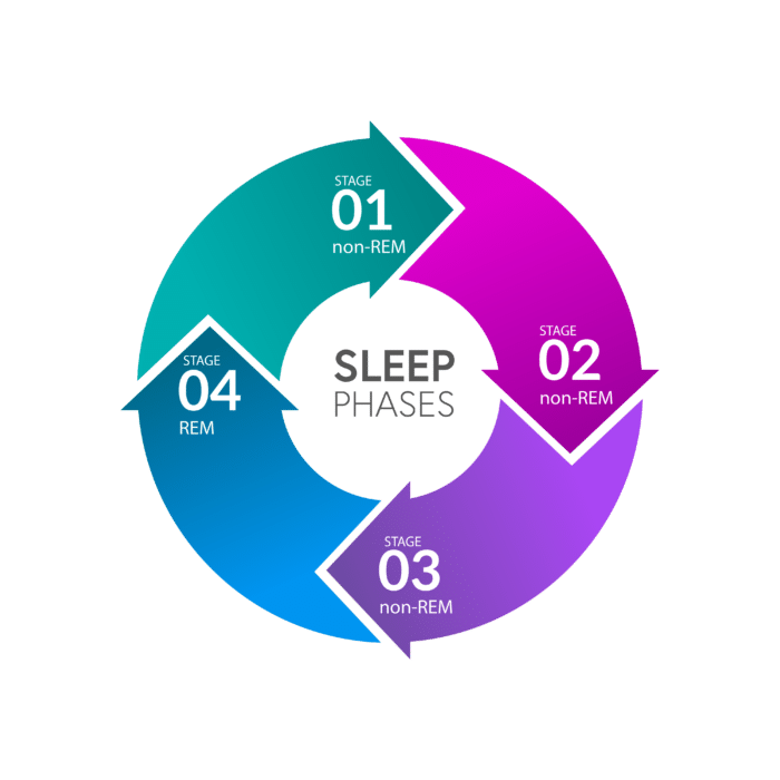 Sleep Cycles & Stages What You Need to Know