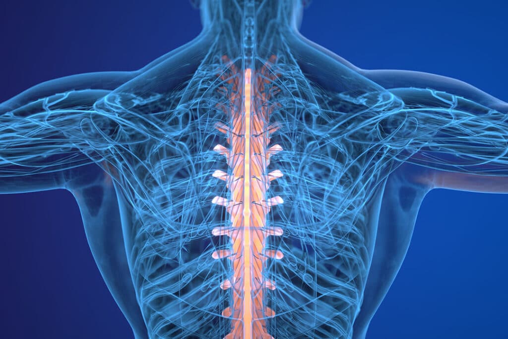 illustration of spinal nerves