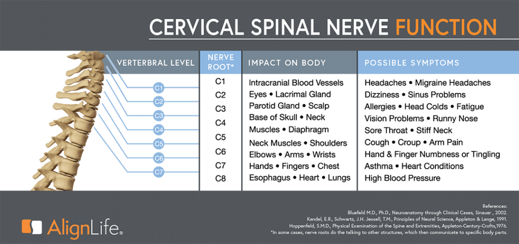 Cervical Spine Nerves and Functions