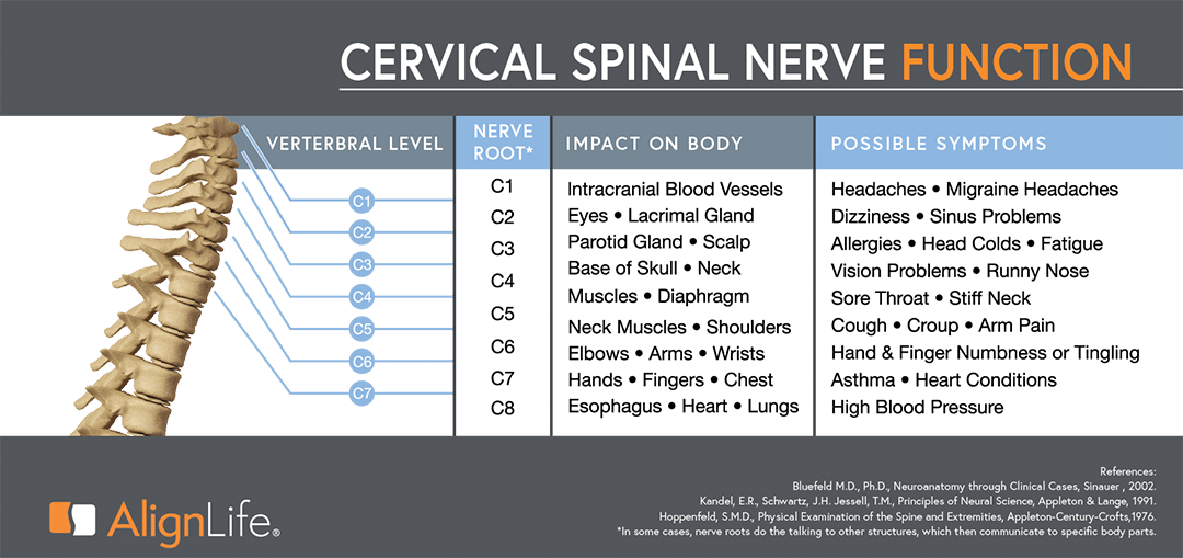 Cervical Spinal Nerve Function