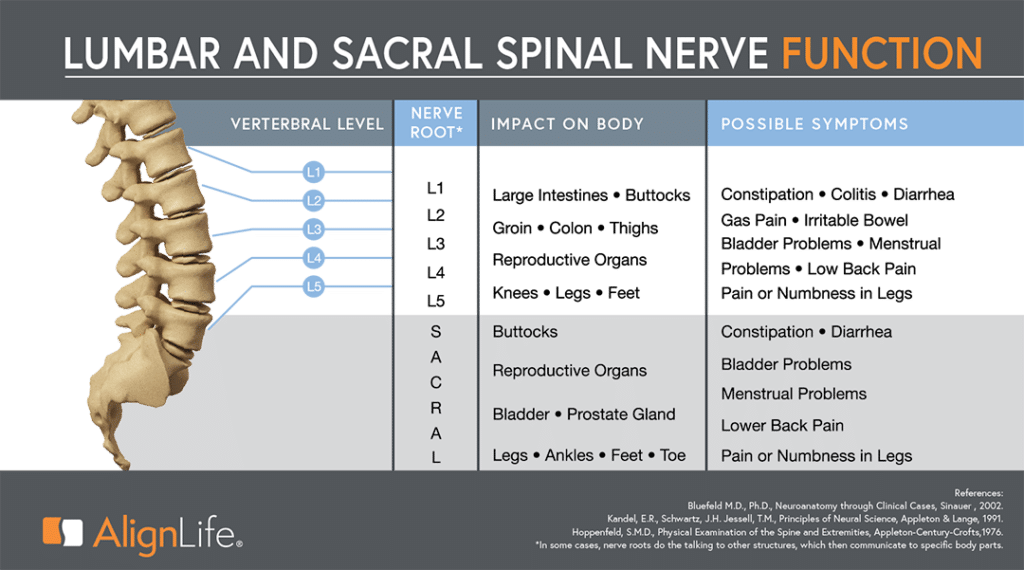 Lumbar and Sacral Spinal Nerve Function Chart_ Spinal Nerves_Spine Wellness_ENG_ALFV0322_r1-03