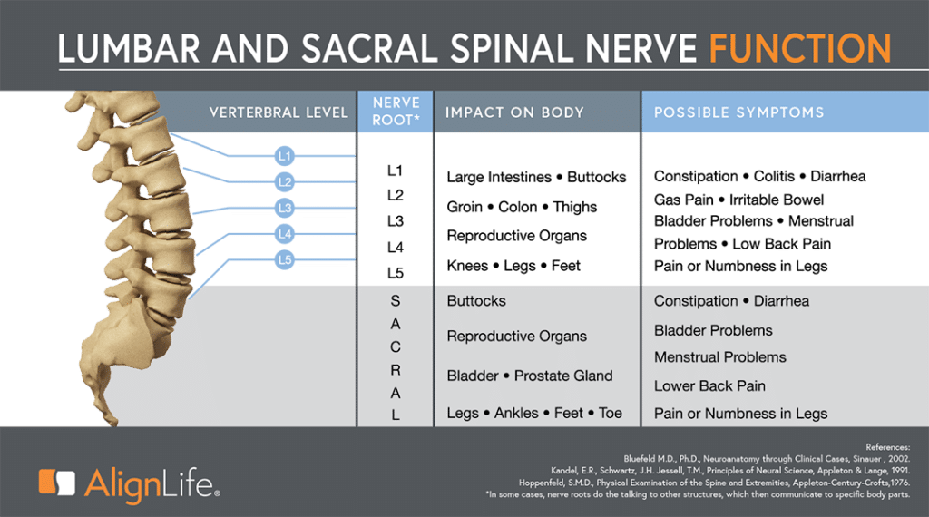 Lumbar Spinal Nerve Function Chart