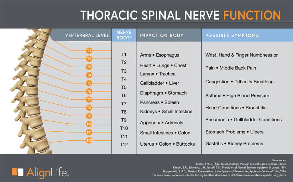 Thoracic Spinal Nerve Function Chart_ Spinal Nerves_ Spine Wellness_ENG_ALFV0322_r1-02