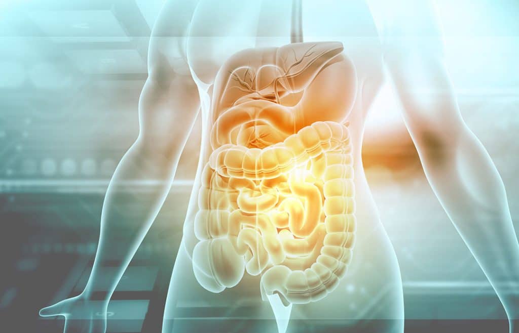 Gut health - 3d illustration of human digestive system. 3d illustration